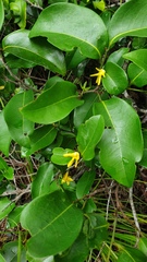 Huberantha nitidissima