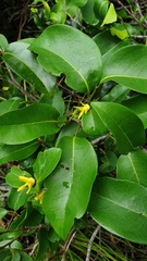 Huberantha nitidissima