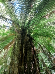 Dicksonia fibrosa