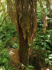 Dicksonia fibrosa