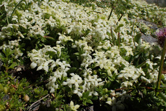 Galium tendae