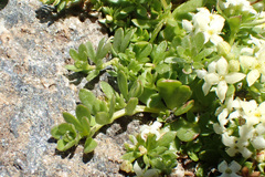 Galium tendae