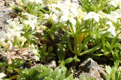Galium tendae