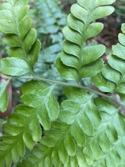 Microlepia krameri