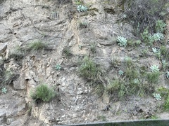 Dudleya pulverulenta