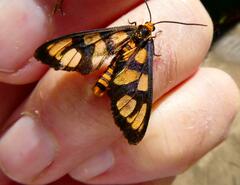 Amata trigonophora