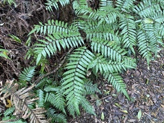 Gymnosphaera podophylla