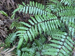 Gymnosphaera podophylla