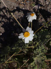 Perityle crassifolia robusta