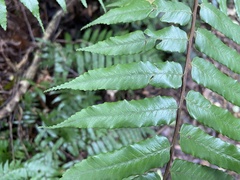 Gymnosphaera podophylla