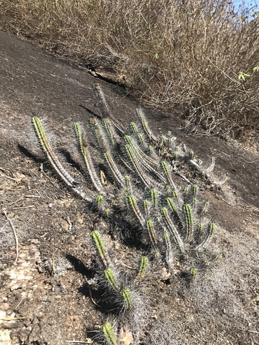 Coleocephalocereus decumbens