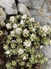 Ewartia nubigena