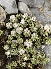 Ewartia nubigena