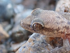 Hemidactylus robustus
