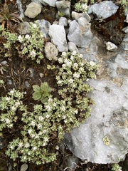 Ewartia nubigena