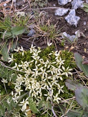Stackhousia pulvinaris