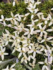 Stackhousia pulvinaris