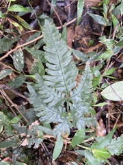 Pteris grevilleana