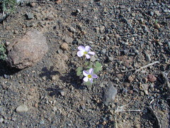 Oxalis depressa-pocockiae