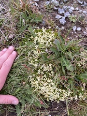 Stackhousia pulvinaris