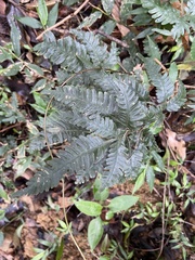 Pteris grevilleana