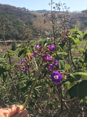 Tibouchina