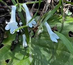 Streptocarpus wilmsii