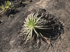 Encholirium horridum