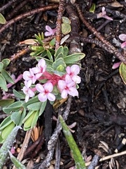 Pimelea alpina