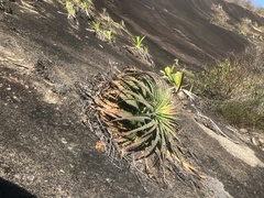 Encholirium horridum