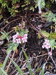 Pimelea alpina