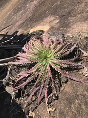 Encholirium horridum