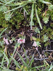 Pimelea alpina