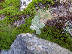 Brachyglottis bellidioides