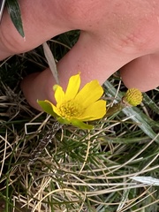 Ranunculus gunnianus