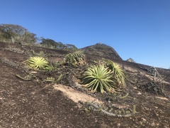 Encholirium horridum