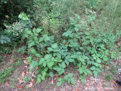 Rubus × idaeoides