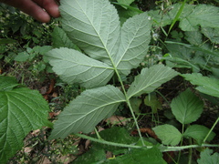 Rubus × idaeoides