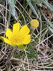 Ranunculus gunnianus