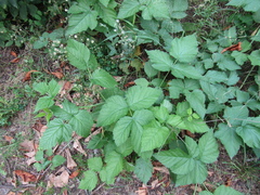 Rubus × idaeoides