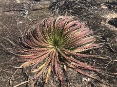 Encholirium horridum