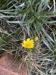 Ranunculus gunnianus