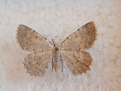 Charissa pullata