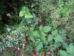 Rubus × idaeoides