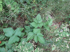 Rubus × idaeoides