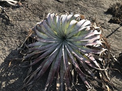 Encholirium horridum