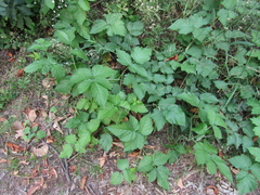 Rubus × idaeoides