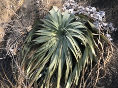 Encholirium horridum
