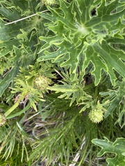 Ranunculus anemoneus