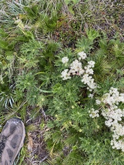 Ranunculus anemoneus